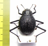 Onymacris plana, female  Namibia - INSECTS-STORE.RU