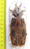 Macrodontia cervicornis, female  Peru 105mm  - INSECTS-STORE.RU