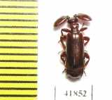 Paussinae sp.  Zambia - INSECTS-STORE.RU