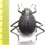 Onymacris plana, female  Namibia - INSECTS-STORE.RU