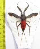 Nepa rubra  Indonesia, Java - INSECTS-STORE.RU