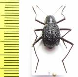 Tenebrionidae sp.  Namibia - INSECTS-STORE.RU