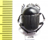 Scarabaeus sp.  Zambia - INSECTS-STORE.RU