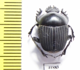 Scarabaeus sp.  Zambia - INSECTS-STORE.RU