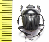 Scarabaeus sp.  Zambia - INSECTS-STORE.RU