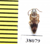 Hypulus bifasciatus  Poland - INSECTS-STORE.RU