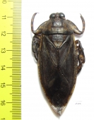 Lethocerus medius  Mexico - INSECTS-STORE.RU