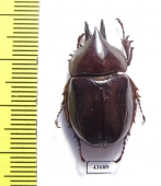 Aegopsis bolboceridus  Brasilia - INSECTS-STORE.RU