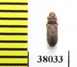 Zopheridae sp.  Mexico - INSECTS-STORE.RU