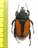 Dicellachilus woodi  Tanzania - INSECTS-STORE.RU