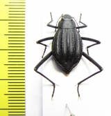 Onymacris paiva  South Africa Rep. - INSECTS-STORE.RU