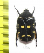 Protaetia nox  Philippines - INSECTS-STORE.RU