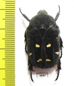 Protaetia nox  Philippines - INSECTS-STORE.RU