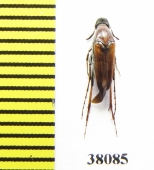 Ripiphoridae, Macrosiagon sp., female  Argentina - INSECTS-STORE.RU