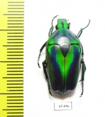 Tmesorrhina alpestris bafutensis  Cameroon - INSECTS-STORE.RU