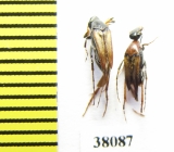 Ripiphoridae, Macrosiagon sp., pair  Argentina - INSECTS-STORE.RU