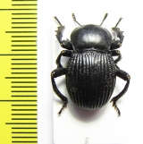 Gonopus sp.  Namibia - INSECTS-STORE.RU