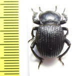 Gonopus sp.  Namibia - INSECTS-STORE.RU