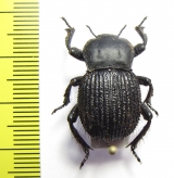 Gonopus sp.  Namibia - INSECTS-STORE.RU