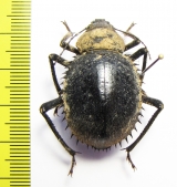 Prionotheca coronata  Morocco - INSECTS-STORE.RU