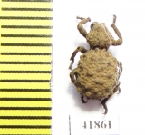 Brachyceridae sp.  Zambia - INSECTS-STORE.RU