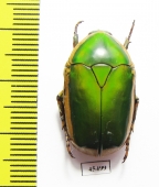 Pachnoda vossi  Cameroon - INSECTS-STORE.RU