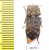 Zopheridae sp.  Mexico - INSECTS-STORE.RU