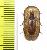 Cossyphus sp.  Zambia - INSECTS-STORE.RU