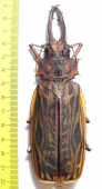 Macrodontia cervicornis, male  Peru 130mm (13000���) - INSECTS-STORE.RU