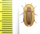 Cossyphus tauricus  Russia, Astrakhan reg. - INSECTS-STORE.RU