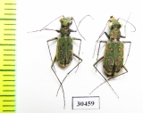 Cylindera mongolica, pair  China, Qinghai prov. - INSECTS-STORE.RU