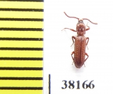 Amarygmini sp.  Thailand (myrmecophilous) - INSECTS-STORE.RU