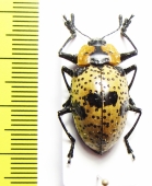 Erotylidae sp.  Mexico - INSECTS-STORE.RU