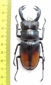 Hexarthrius parryi paradoxus  Indonesia, Sumatra 80mm - INSECTS-STORE.RU