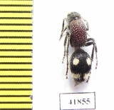 Mutillidae sp.  Zambia - INSECTS-STORE.RU