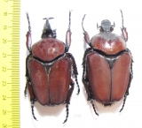 Fornasinius russus, pair  Uganda 62mm - INSECTS-STORE.RU
