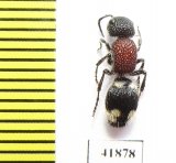 Mutillidae sp.  Zambia - INSECTS-STORE.RU