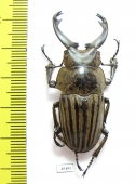 Odontolabis striatus  Indonesia, Sumatra  46mm - INSECTS-STORE.RU
