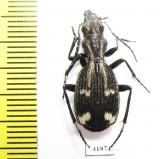 Piezia sp.  Zambia - INSECTS-STORE.RU