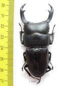 Dorcus ritsemae volscens  Indonesia, Sumatra  69mm - INSECTS-STORE.RU