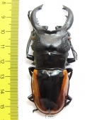 Odontolabis wollastoni  Indonesia, Sumatra  74mm - INSECTS-STORE.RU