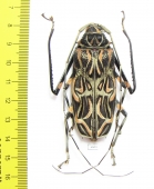 Acrocinus longimanus, female  Peru 61mm - INSECTS-STORE.RU