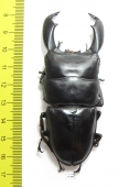 Dorcus titanus yasuokai  Indonesia, Sumatra  87mm - INSECTS-STORE.RU