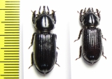 Passalidae, Ceracupes fronticornis, pair  Thailand - INSECTS-STORE.RU