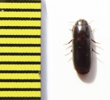 Tenebrionidae sp.  Argentina - INSECTS-STORE.RU