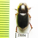 Aphodiinae sp.  Zambia - INSECTS-STORE.RU