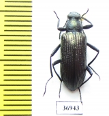 Tenebrionidae sp.  South Africa Rep. - INSECTS-STORE.RU