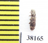 Niphopelta imperialis  Iran, Mazandaran prov. - INSECTS-STORE.RU