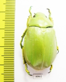 Chrysina sp.  Mexico - INSECTS-STORE.RU