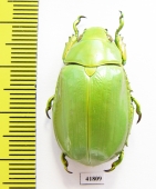 Chrysina sp.  Mexico - INSECTS-STORE.RU
